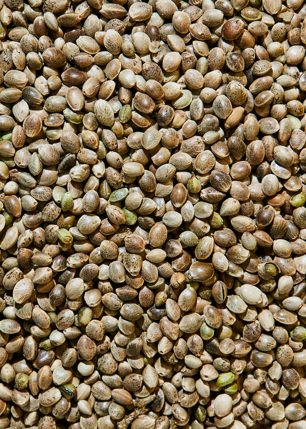 Organic unpeeled hemp seeds 100g - Image 2